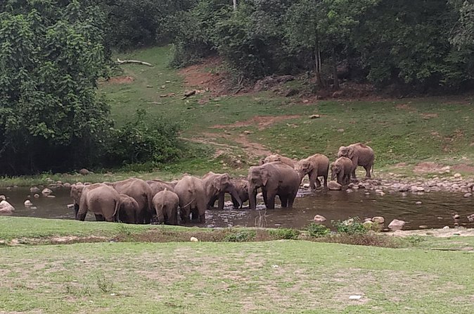 1 Day Activity Adventure Trekking Kerala - Optional Forest Trekking: Choose Your Comfort Level