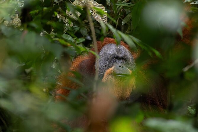 1 Day Ethical Jungle Trek in Bukit Lawang at Sumatra - Key highlights in plain terms
