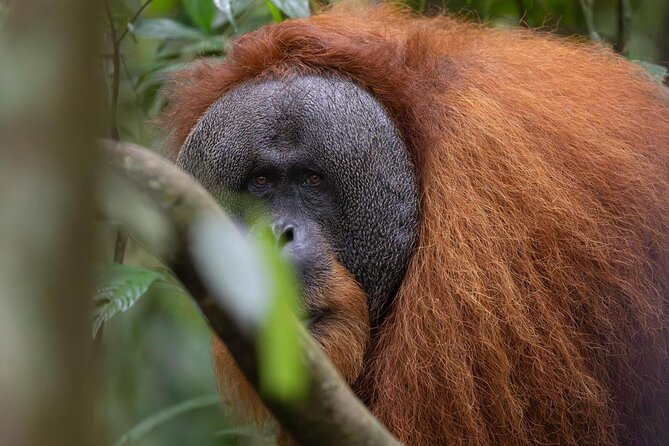 1 Day Ethical Jungle Trek in Bukit Lawang at Sumatra - Timing and pickup: confirm the start time before you plan your day