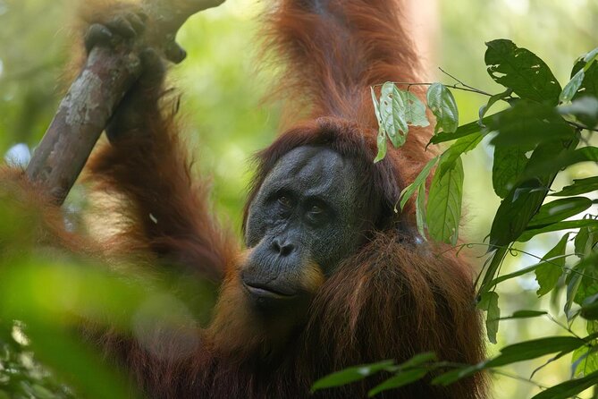 1 Day Ethical Jungle Trek in Bukit Lawang at Sumatra - Lunch at the Jungle Restaurant: fueling up for the second half