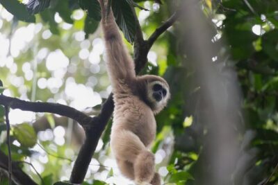 1 Day Ethical Jungle Trek in Bukit Lawang at Sumatra - The first jungle steps: river crossing and a guided search for life