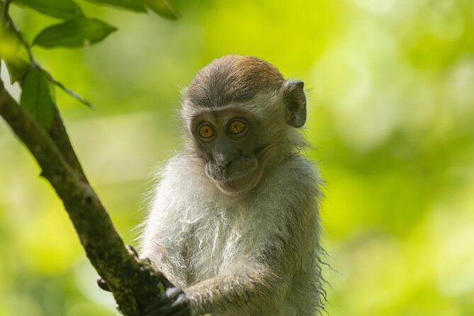 1 Day Ethical Jungle Trek in Bukit Lawang at Sumatra - Wildlife odds: what orangutan sightings really depend on