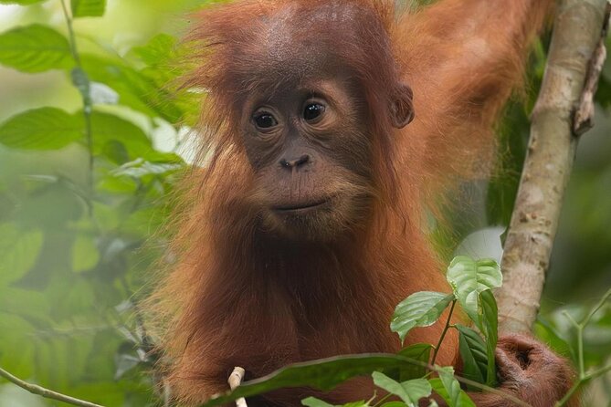 1 Day Ethical Jungle Trek in Bukit Lawang at Sumatra - What you get for $93.92: value breakdown without the fluff