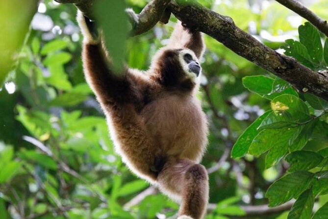 1 Day Ethical Jungle Trekking - Ethical Trekking: The Part That Matters Beyond the Brochure