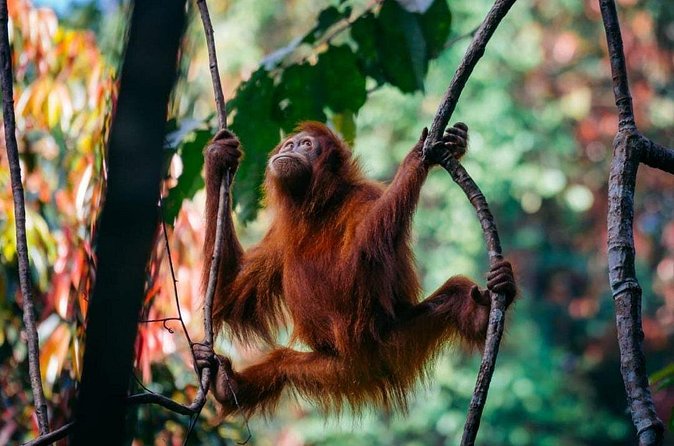 1 Day Ethical Jungle Trekking - The 5–6 Hour Jungle Walk: How the Guide Turns a Hike into a Wildlife Day