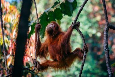 1 Day Ethical Jungle Trekking - Your 9:00 AM Start in Bukit Lawang: Timing and First Impressions