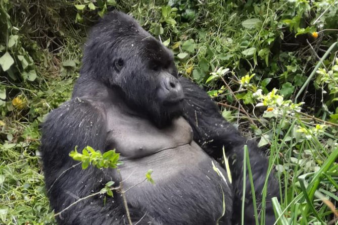 1 Day Gorilla Trekking Mgahinga Gorilla NP & Lake Bunyonyi - Key things I think you’ll care about most