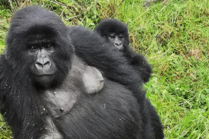 1 Day Gorilla Trekking Mgahinga Gorilla NP & Lake Bunyonyi - Why Kabale’s 1-day gorilla trek is such a smart idea