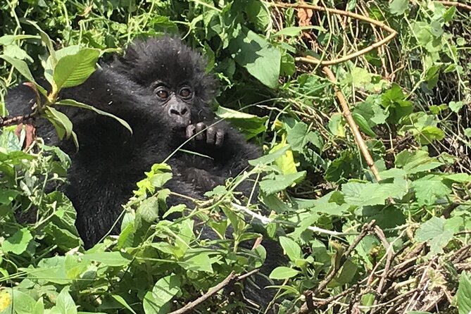 1 Day Gorilla Trekking Mgahinga Gorilla NP & Lake Bunyonyi - Bwindi or Mgahinga: what you’re really choosing