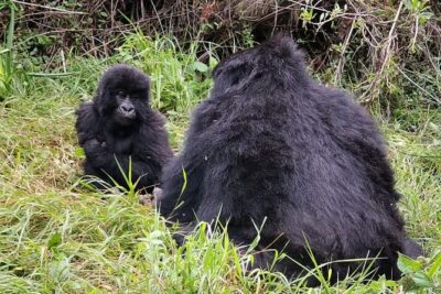 1 Day Gorilla Trekking Mgahinga Gorilla NP & Lake Bunyonyi - The senior ranger briefing: the part that keeps the day smooth