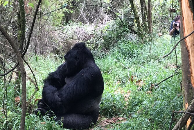 1 Day Gorilla Trekking Mgahinga Gorilla NP & Lake Bunyonyi - Hiking in the jungle: moderate fitness, real walking, and the “go slow” rule