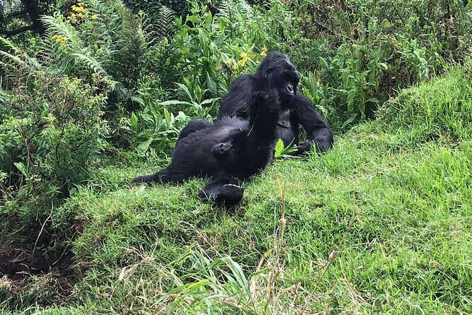 1 Day Gorilla Trekking Mgahinga Gorilla NP & Lake Bunyonyi - The one-hour gorilla encounter: your best photo, your best lesson