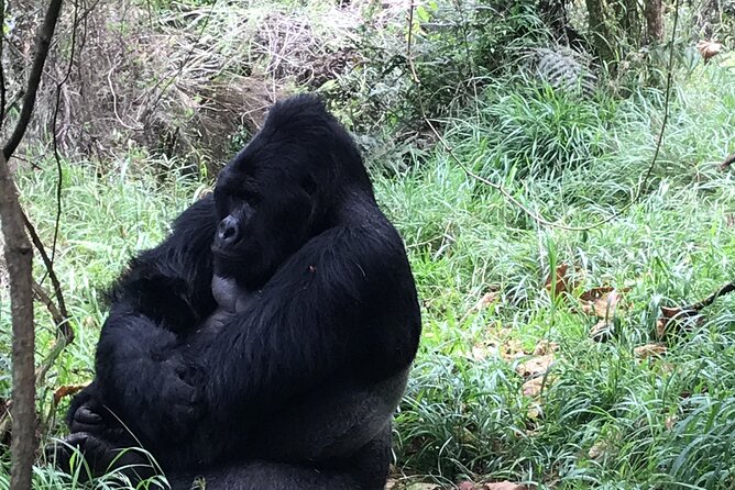 1 Day Gorilla Trekking Mgahinga Gorilla NP & Lake Bunyonyi - After the gorillas: returning to the station and heading back to base