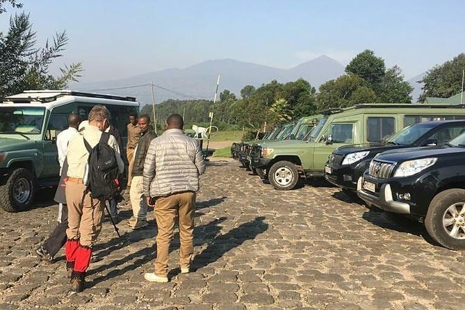 1 Day Gorilla Trekking Rwanda - One-day gorilla trekking in Rwanda, without the chaos
