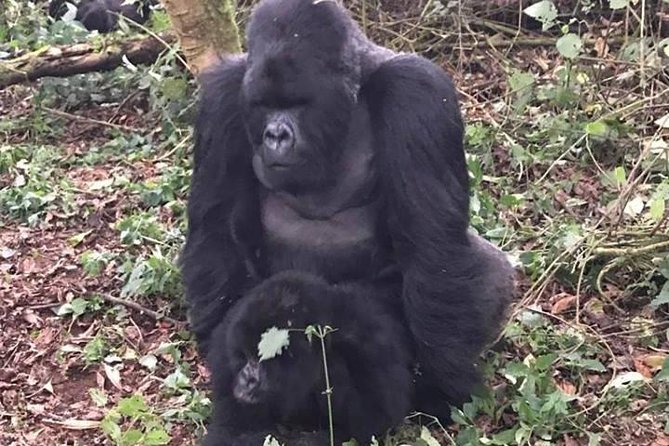1 Day Gorilla Trekking Rwanda - Permit and fees handled upfront (and why that’s worth money)