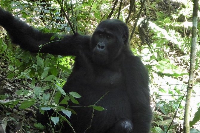 1 Day Gorilla Trekking Rwanda - The gorilla trek itself: what to expect on the ground