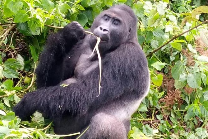 1 Day Gorilla Trekking Rwanda - Timing and weather: the one variable you can’t ignore