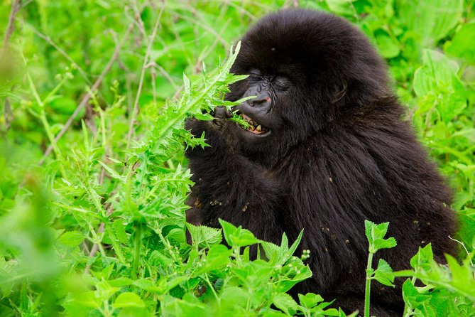 1 Day Gorilla Trekking Safari Tour - Kigali to Volcanoes National Park: The 112 km Road Trip That Sets the Tone