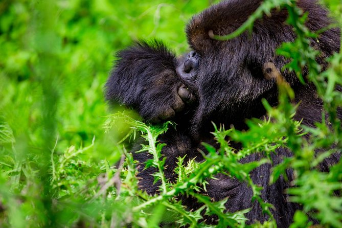1 Day Gorilla Trekking Safari Tour - The Forest Trek (About 1 to 8 Hours): Pace, Fitness, and Mental Prep