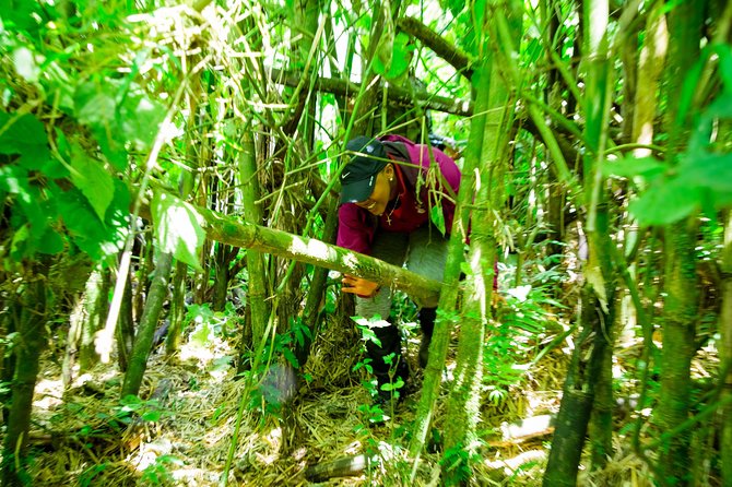 1 Day Gorilla Trekking Safari Tour - Price and Value at $2,650: What You Get, What It Costs You Extra