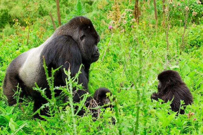1 Day Gorilla Trekking Safari Tour - Kinigi Village HQ Briefing: Rules, Groups, and What the Rangers Control