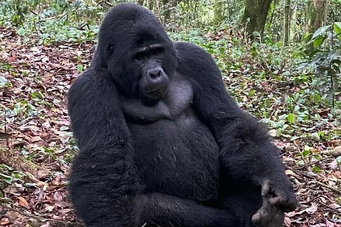 1 Day Gorilla Trekking Uganda - Quick hits before you book