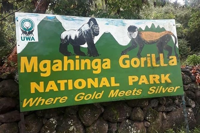 1 Day Gorilla Trekking Uganda - Kigali to the gorilla frontier: what your 4:00am start really means