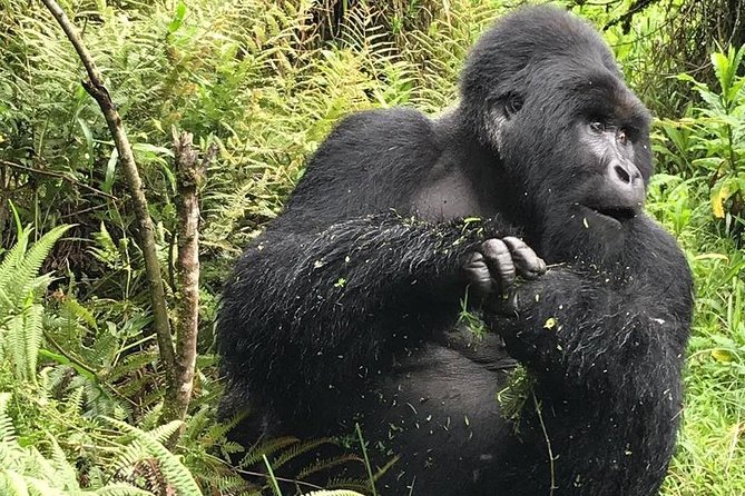 1 Day Gorilla Trekking Uganda - Mgahinga or Bwindi: how permit availability shapes the day