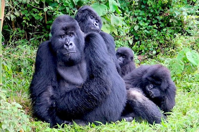 1 Day Gorilla trekking volcanoes national park - From Kigali at 4:00 am to Volcanoes National Park