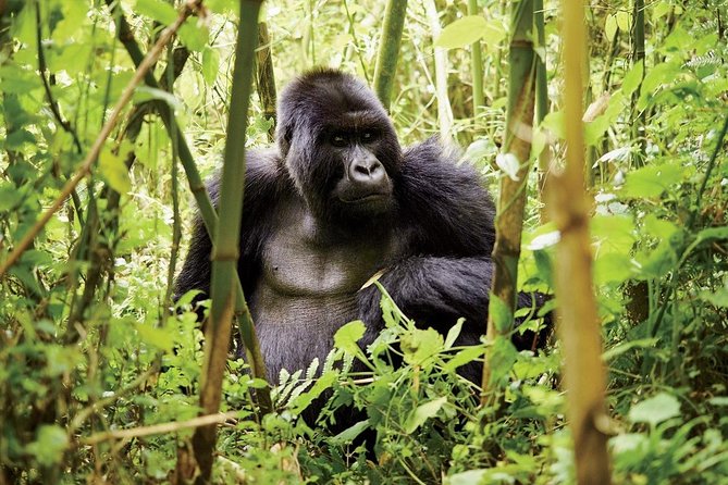 1 Day Gorilla trekking volcanoes national park - Gorilla Guardians Village: conservation with a human face
