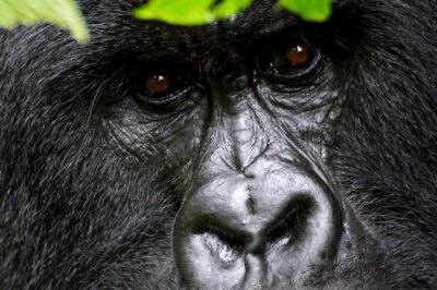 1 Day Gorilla trekking volcanoes national park - Private 4WD transport: comfort, access, and a smoother pace