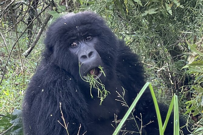 1 Day Guided Gorilla Trekking Safari Experience in Rwanda - Who should book this 1-day gorilla trek (and who should pause)
