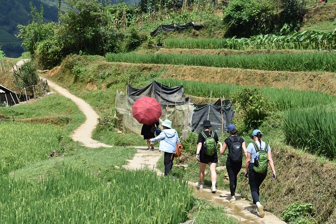 1-Day Private Trekking in Sapa through Terraces Rice Fields - Lao Chai trail: valley terraced ribbons and rice-scent walking