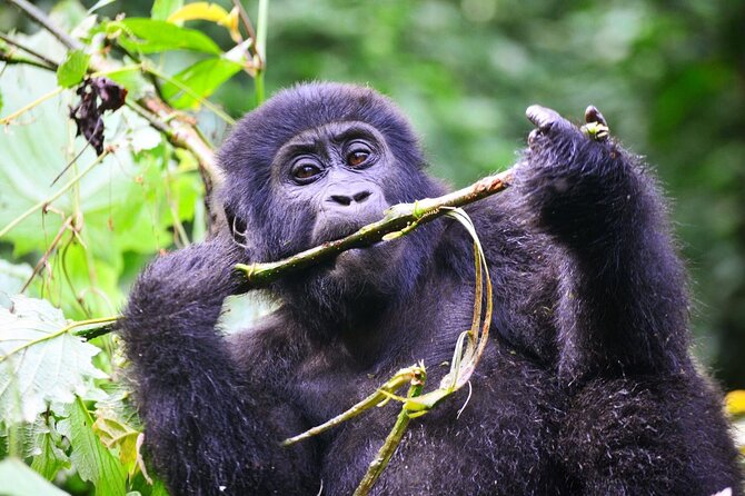 1 Day Rwanda Gorilla Trekking Tour - Why this Kigali-to-Volcanoes schedule is the real point of the day