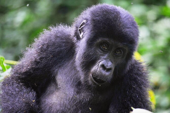 1 Day Rwanda Gorilla Trekking Tour - The gorilla trek: what the hike is like and how to set expectations