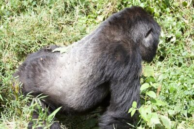 1 Day Rwanda Gorilla Trekking Tour - Early pickup from Kigali: coffee breaks, photos, and a long drive