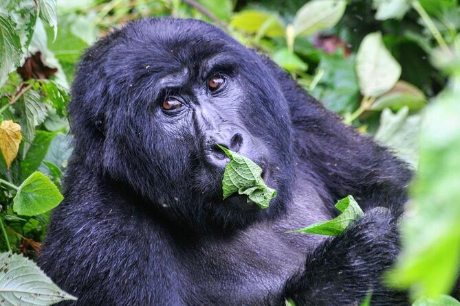1 Day Rwanda Gorilla Trekking Tour - What’s included for a smoother day: lunch, water, and fees
