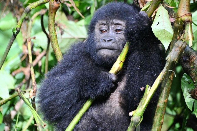 1 Day Rwanda Gorilla Trekking Tour - Price and value: is $2,687 per person “worth it”?