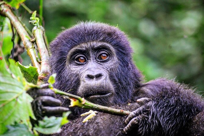 1 Day Rwanda Gorilla Trekking Tour - Who this private gorilla trek is best for