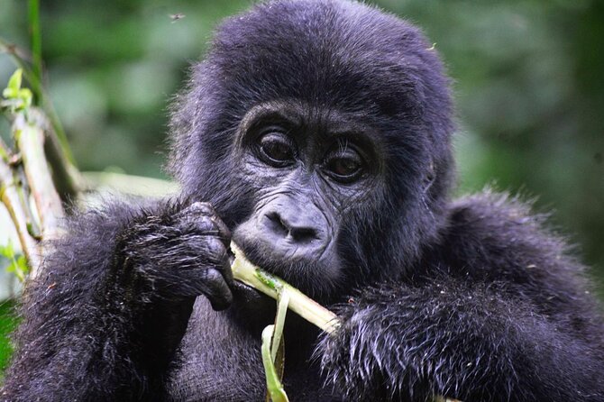 1 Day Rwanda Gorilla Trekking Tour - A quick word about guides and how the day usually runs