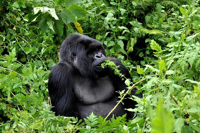 1 Day Rwanda Gorilla Trekking Tour In The Volcanoes National Park - Key Things That Make This Gorilla Day Work