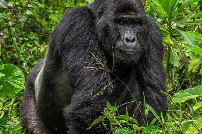 1 Day Rwanda Gorilla Trekking Tour In The Volcanoes National Park - Kinigi Village Briefing: The Rules That Make It Work