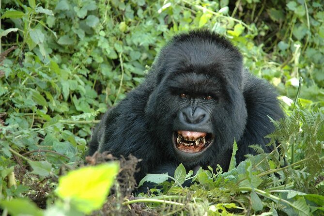 1 Day Rwanda Gorilla Trekking Tour In The Volcanoes National Park - Optional Culture Stop in Ruhengeri: Learning Beyond the Forest