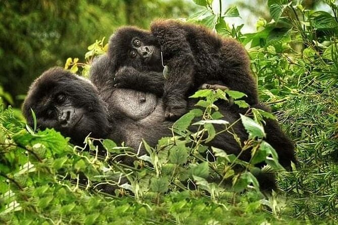 1 Day Rwanda Gorilla Trekking Tour In The Volcanoes National Park - Drive, Scenery, and Forest-Bound Focus
