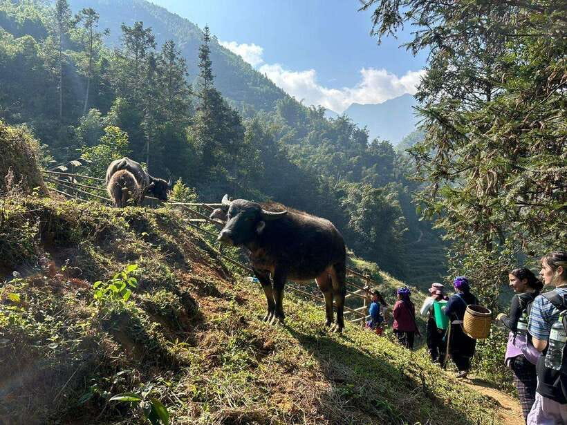 1 Day Sapa Trek&Home-cooked Lunch HmongSisterHouse&Trekking - Optional 7:00 pm family dinner: keep it simple or skip it
