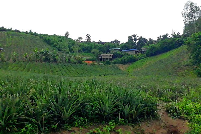1 Day Trekking Group Tour With Bamboo Cooking / Chiang Rai - Villages and Tea Plantation: Seeing How People Make a Living