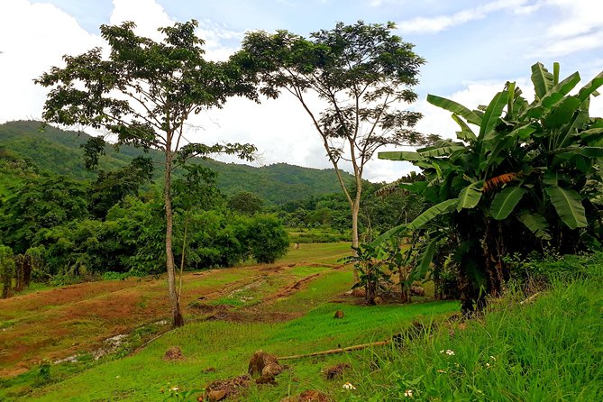 1 Day Trekking Group Tour With Bamboo Cooking / Chiang Rai - Bamboo Cooking Lunch Over Open Fire: What You Get and Why It Matters