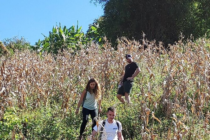 1 Day Trekking in Chiang Mai - The Best Part: Learning Native Plants and Herbal Medicine From Real Explanations