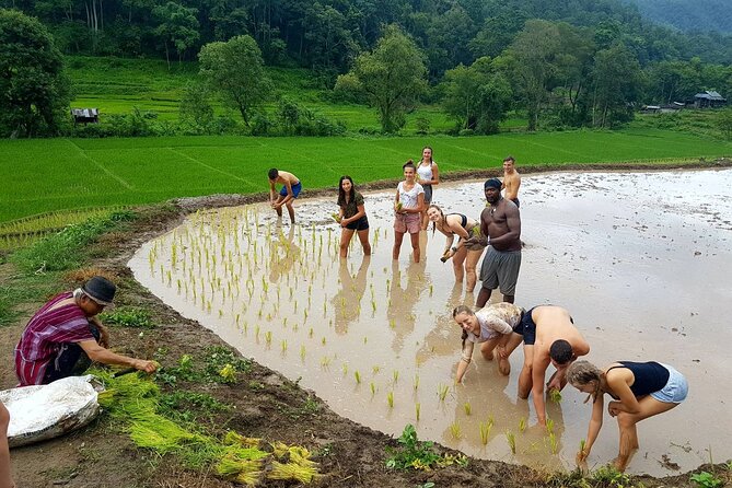 1 Day Trekking in Chiang Mai - The Lunch Moment Near Rice Fields: Simple, Local, and Actually Memorable