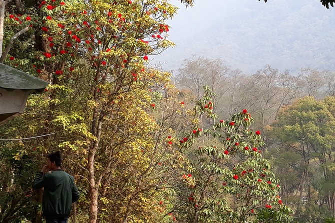 10 days Annapurna Base Camp Trek - Day 4: Suspension Bridges, Oak and Rhododendron Forest, and the Bamboo Hotel Stop